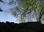 SX05329 Budding tree over Candleston Castle wall.jpg